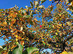 Schaugarten Saubergen Familie Österreicher Apfelbaum im Herbstlaub